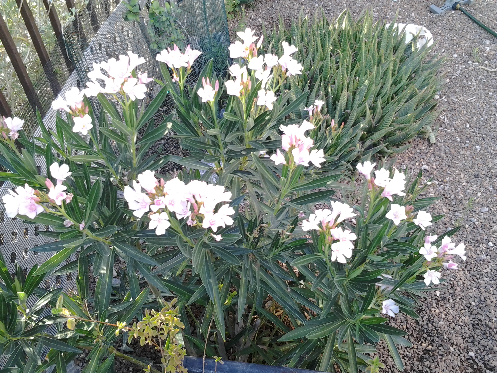 oleander Tjs Garden