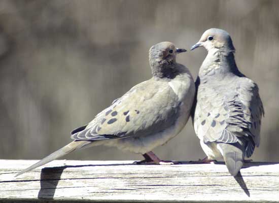 love-doves-turtle-doves.jpg