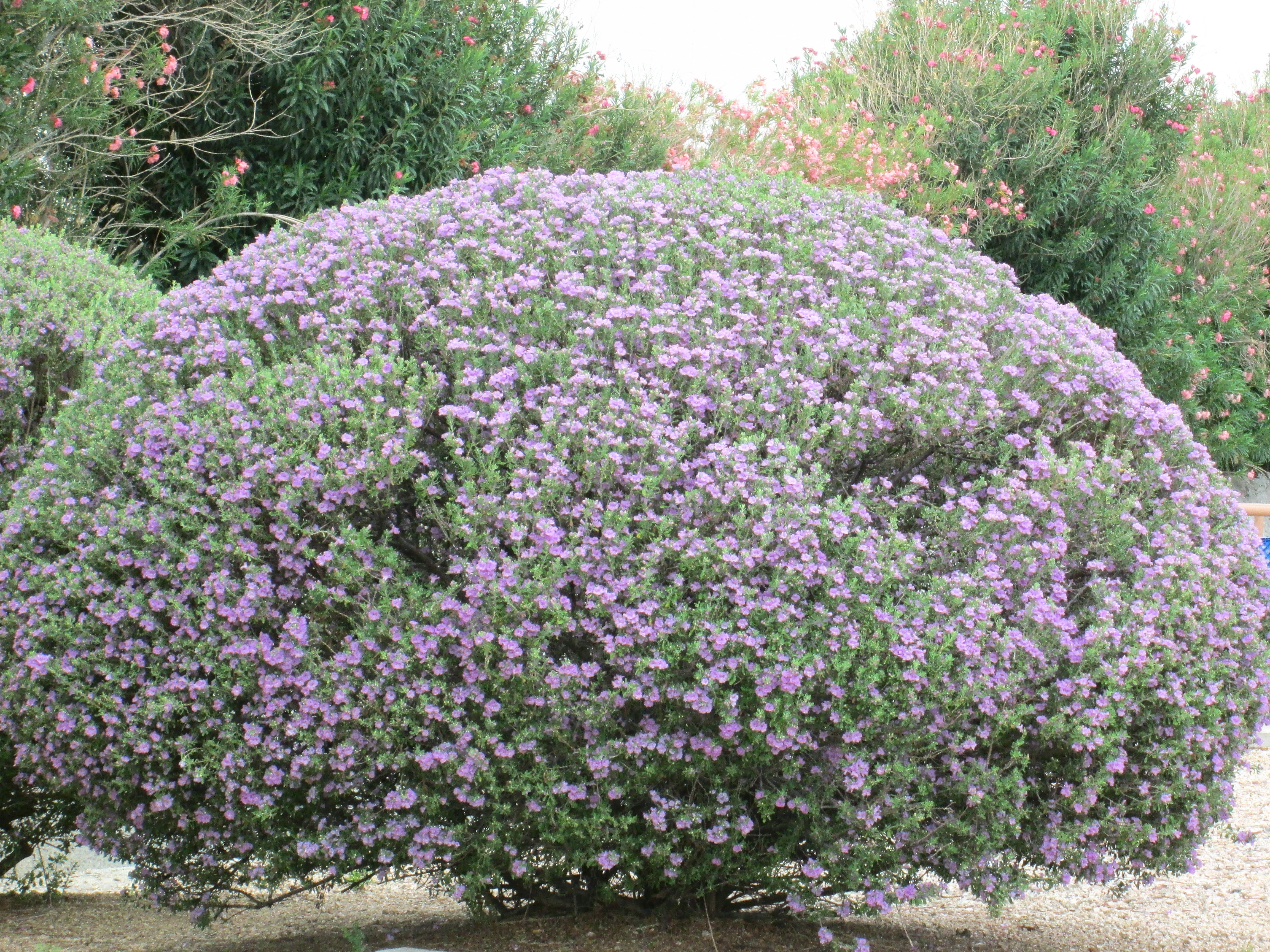Texas Bush with Purple Flowers