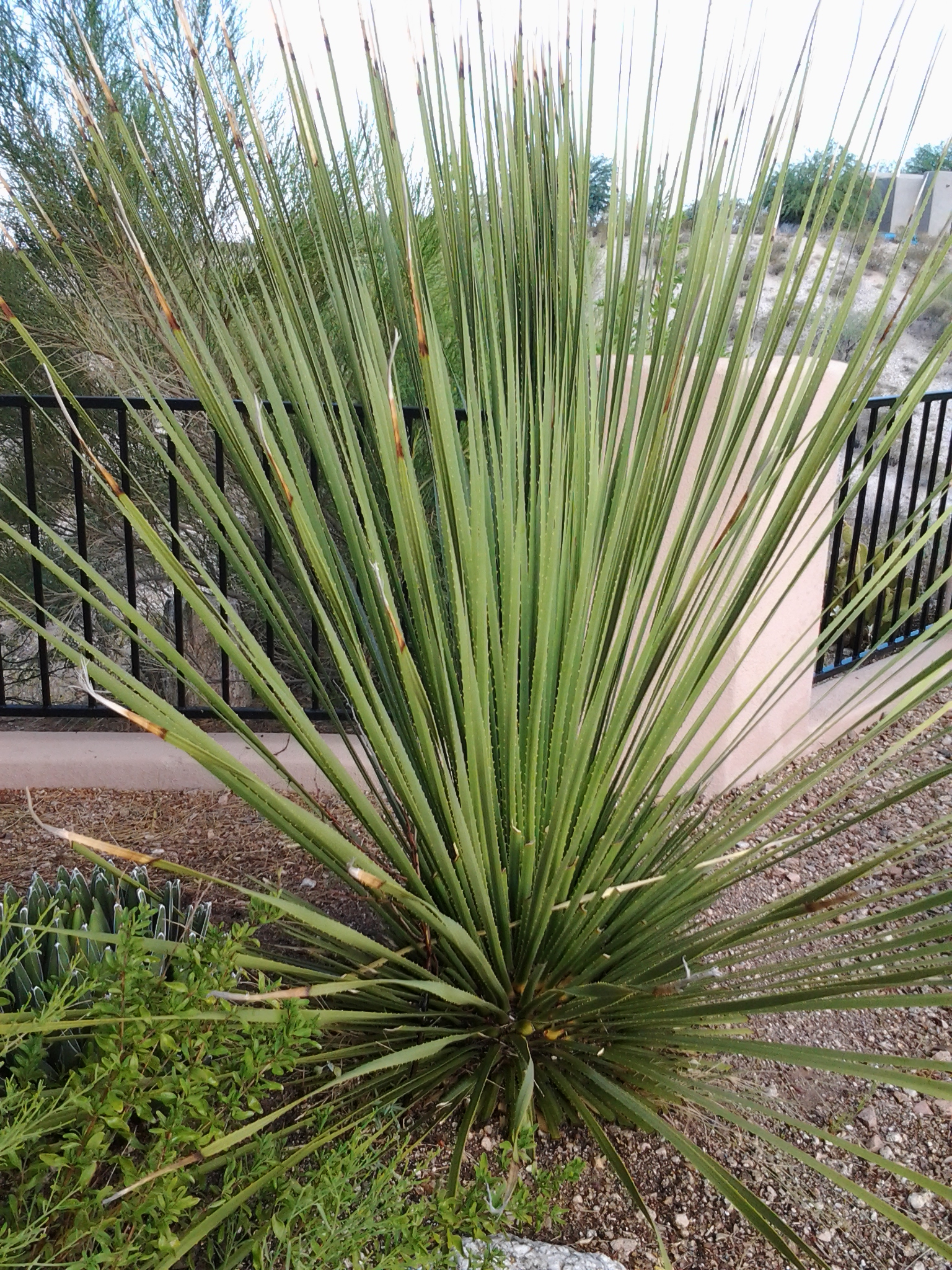 Pruning Your Yucca Plant – Yuccas can be trimmed and ...