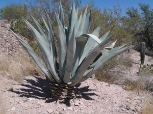 Agave plant cactus