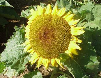 sunflower variety