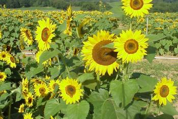 Sunflower variety