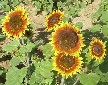 sunflower varieties 