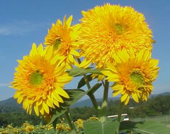 ornamental type of sunflower