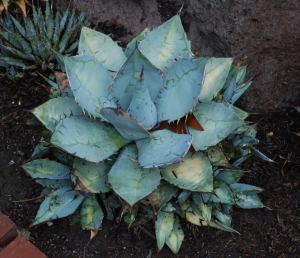 Blue agave cactus plant with spike leaves in desert