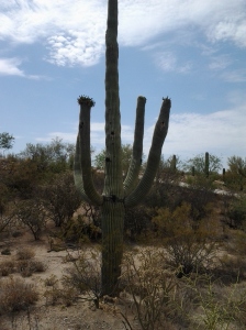 holes in big cactus