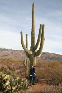 60 foot Saguaro Cactus plant