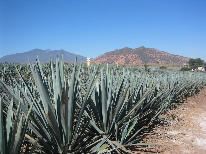 cactus used for tequila