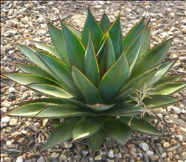 agave cactus good for containers pots