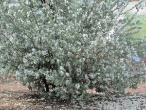 White Cloud Texas Tanger Plant