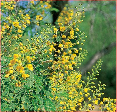 bush with yellow flowers round leaves