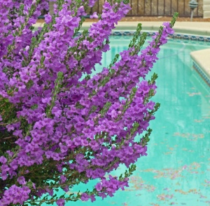 Arizona bush with purple flowers