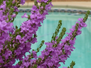 Phoenix desert plants purple