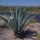 What is a Century Plant?  Maguey - aka Agave Americana Plant