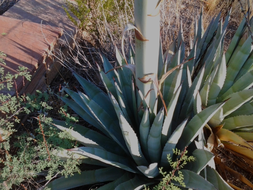 stalk of the century cactus plant