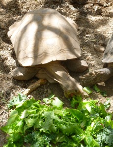 Arizona tortoise turtle