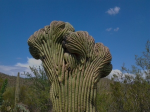 Fan like shaped cactus rare