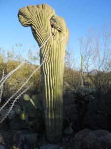 rare arizona cactus
