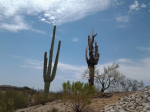 dead saguaro cactus ribs