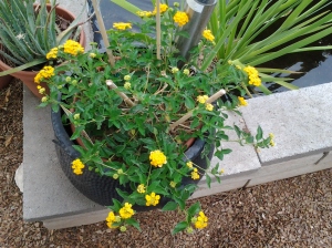 drought tolerant lantana for garden