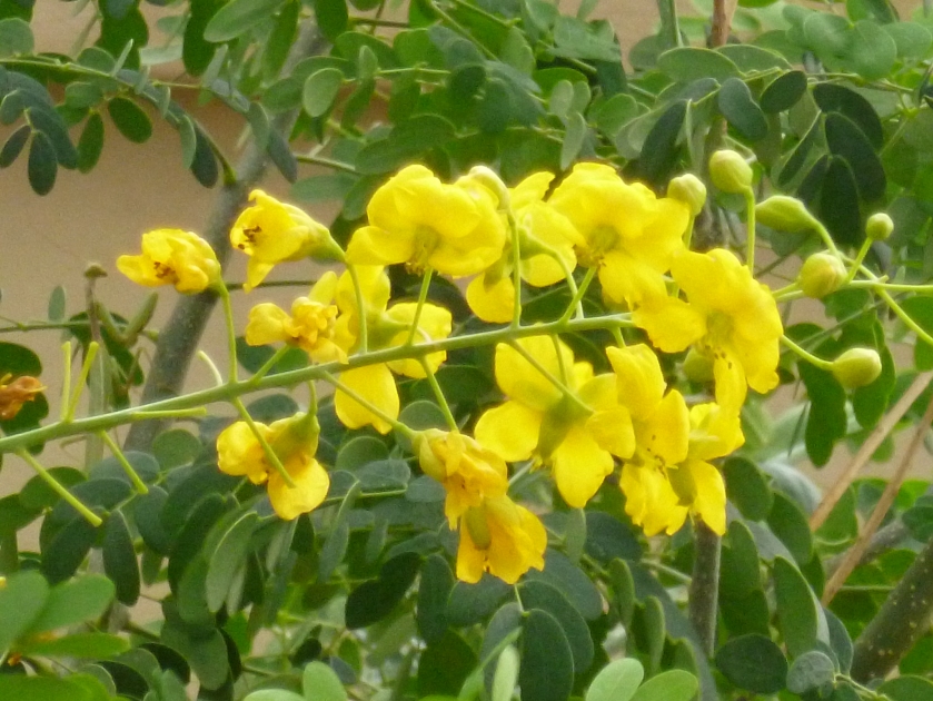 Arizona bush yellow flowers shrub