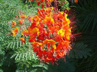 Tucson flowering bush Pride of Barbados