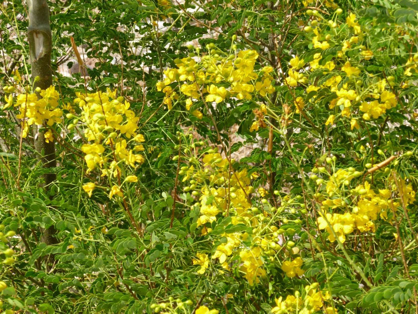 Texas yellow flowers round leaves bush