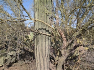 nurse tree for saguaro cactus