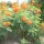 Bushes with Red, Orange and Yellow Flowers in Arizona - Red Bird of Paradise,  Caesalpinia pulcherrima