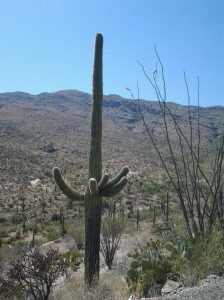 Arizona Saguaro Giant Cactus