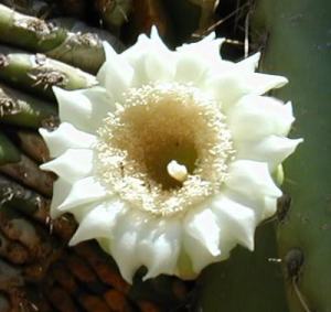 white flower on cactus arizona