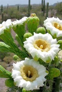 white flowers on saguaro cactus arizona