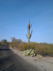 200 year old tall saguaro cactus
