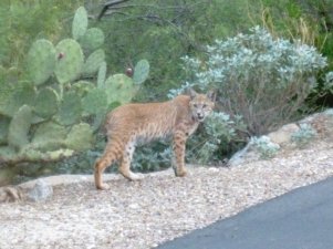 Lynx lynx lynx dans le désert