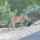Bobcat lynx in Arizona - facts of the mammal "lynx rufus"