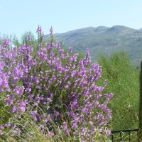 Sage bushes with Purple Flowers bring life to the desert!