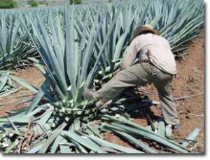 tequila blue agave plant aloe related