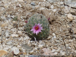 round cactus with pink flower