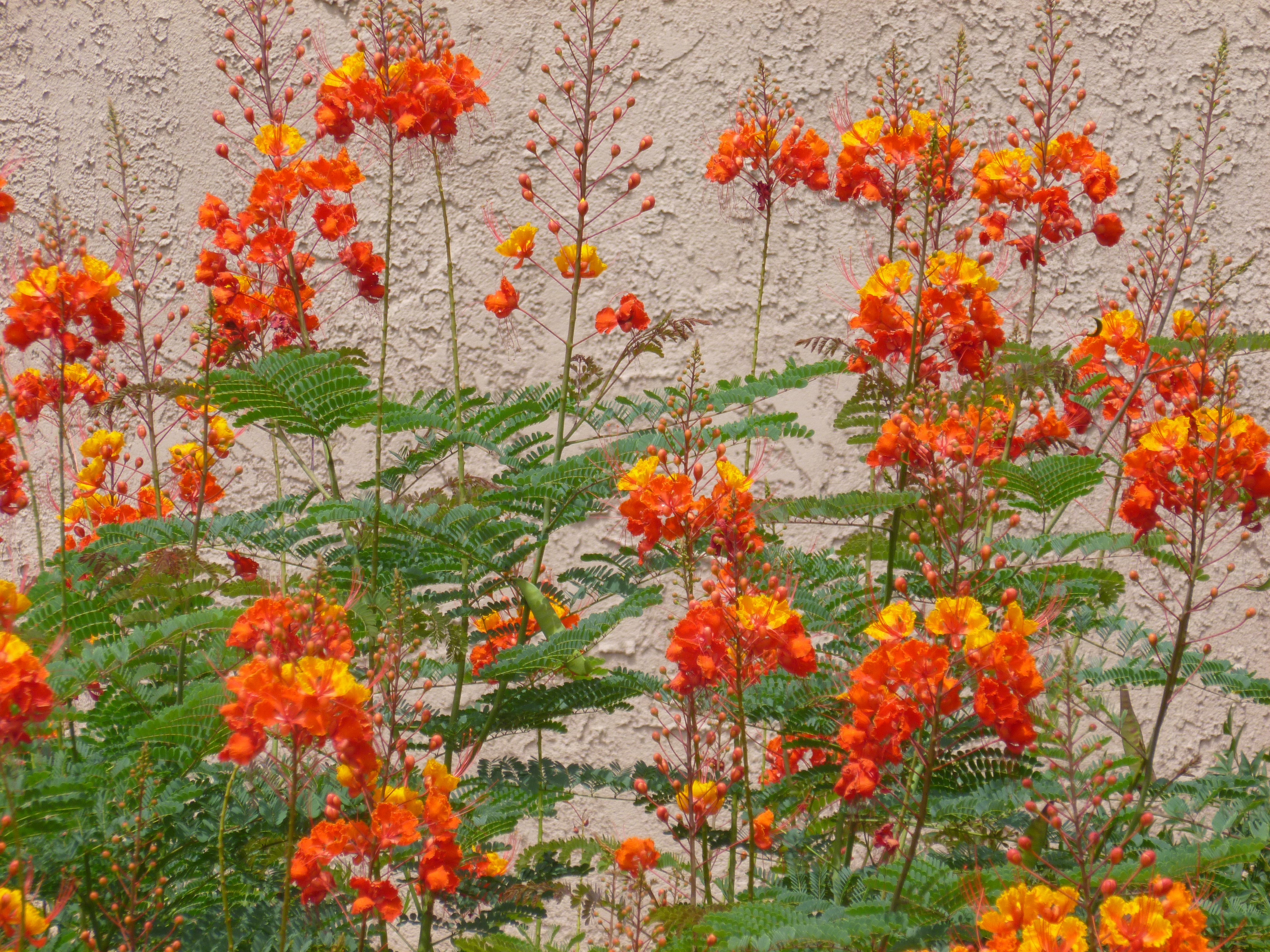 Mexican Yellow Red Bird Of Paradise Plants Are Poisonous Tjs Garden