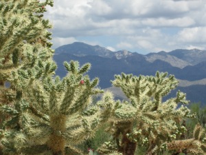 desert cactus Cholla