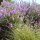 Is Purple Texas Sage edible?  Eating a Texas Ranger Plant