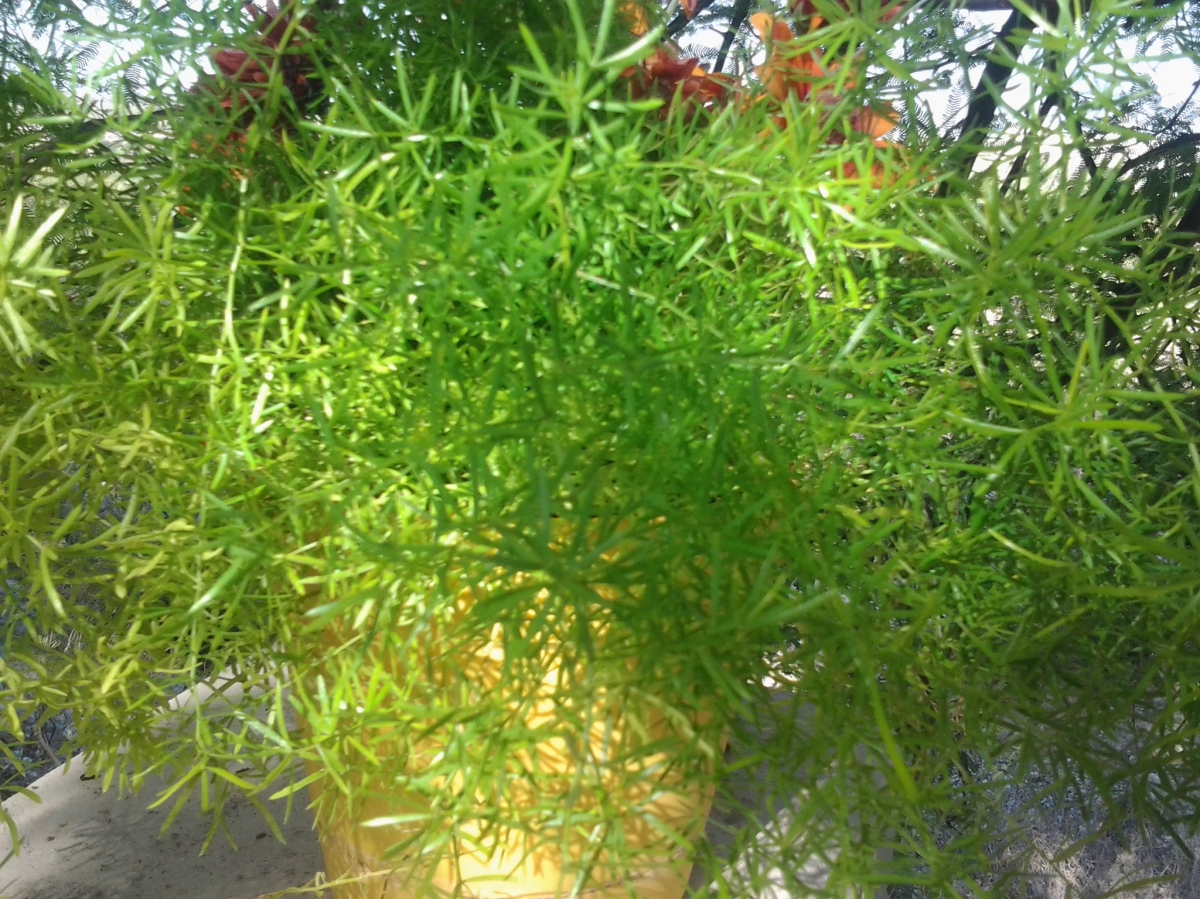 Asparagus Fern in Arizona