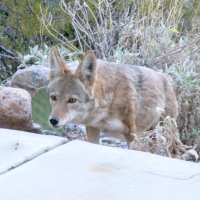 Coyotes in Arizona - Desert photos