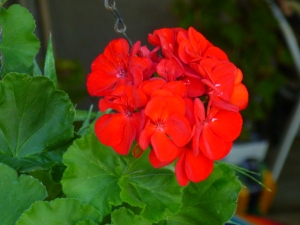 Red Geranium is a zonal geranium