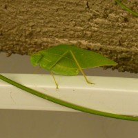 What insect looks like a green leaf? - true katydids - leaf bugs