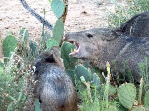 arizona wild pig eats cactus