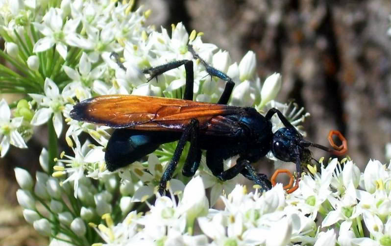 black bug with orange wings fights tarantulas