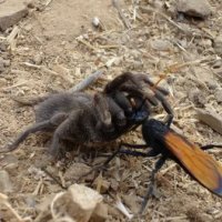 What insect has one of the most PAINFUL stings? - meet the Tarantula Hawk wasp