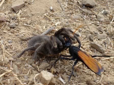 What insect has one of the most PAINFUL stings? – meet the Tarantula Hawk wasp